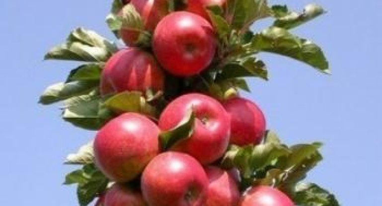 Описание колоновидных яблонь: их посадка и уход, советы по выращиваниюдеревьев, сорта, их достоинства и недостатки с фото и видео