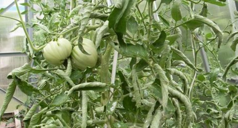 Почему у рассады томатов сворачиваются листья: причины, меры, профилактика