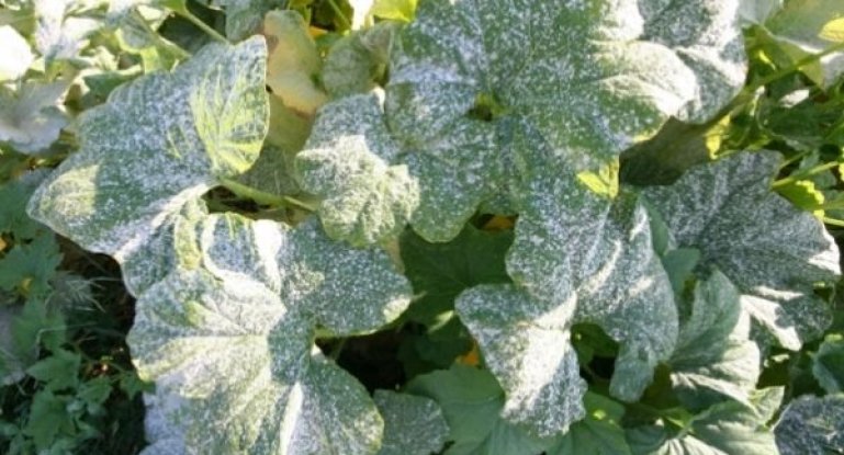 Белый налет или мучнистая роса на листьях смородины: эффективные методыборьбы