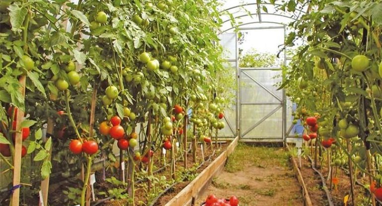 Лучшие сорта индетерминантных томатов: посадка и уход