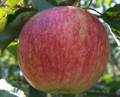 Обработка яблонь весной от парши как бороться и чем обработать
