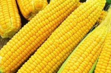 Как сажать семенами кукурузу в открытый грунт