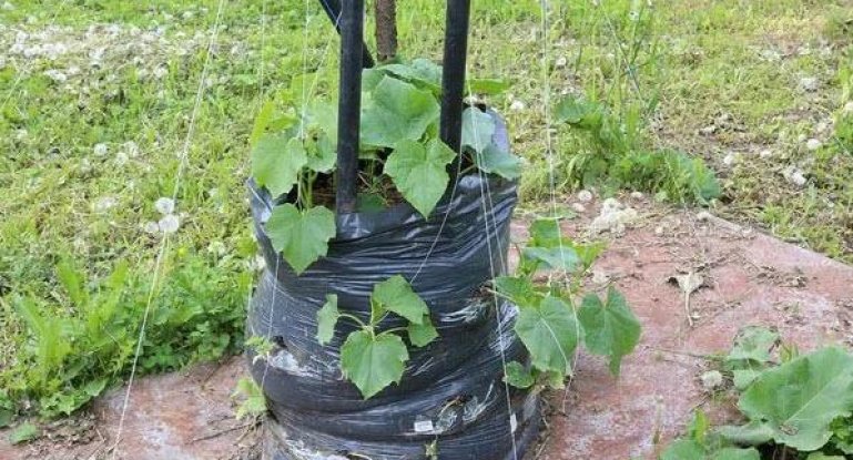 Выращивание огурцов в мешках с землей: инструкция о том, как пошаговопосадить и вырастить овощи, фото и видео процесса посадки
