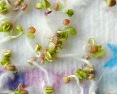 Посадка редиса в открытый грунт: когда сажать и как правильно посадить редиску весной