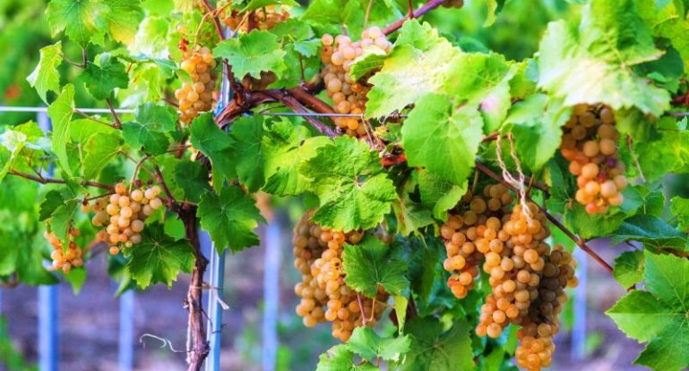 Лучшие сорта винограда аркадия: посадка и уход