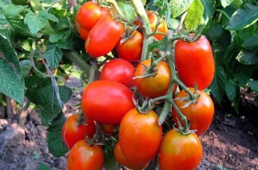 Как правильно выращивать помидоры в открытом грунте