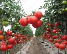 Что значит детерминантный томат?