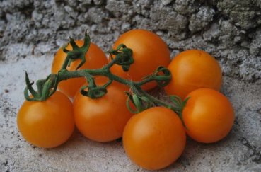 Что такое индетерминантный сорт томатов