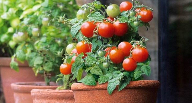 Как вырастить томаты на подоконнике в квартире