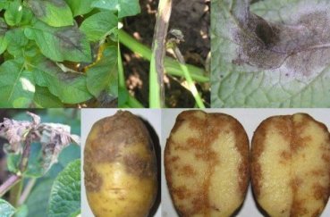 Сорт картофеля Гала - описание, уход и другие особенности