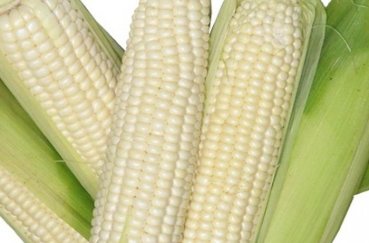 Как сажать семенами кукурузу в открытый грунт
