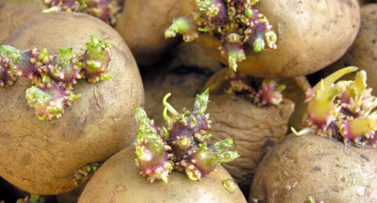 Нужно ли проращивать картошку перед посадкой и для чего