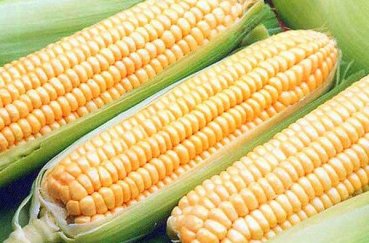 Посадка кукурузы семенами в открытый грунт когда и как правильно сажать