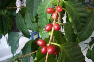 Выращивание и уход за кофейным деревом в домашних условиях: как вырастить кофе дома, фото и видео о том, как посадить растение и ухаживать за ним