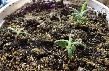 Выращивание розмарина из семян дома в горшке и в открытом грунте: посадка и уход в домашних условиях с фото и видео