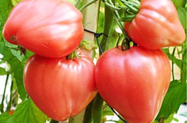 Как правильно выращивать помидоры в открытом грунте