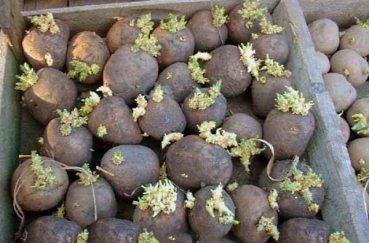 Сорт картофеля Гала - описание, уход и другие особенности