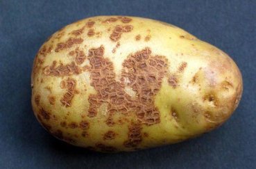Пошаговая инструкция по подготовке клубней картофеля к посадке. Подготовка картофеля к посадке – отбор, проращивание, озеленение